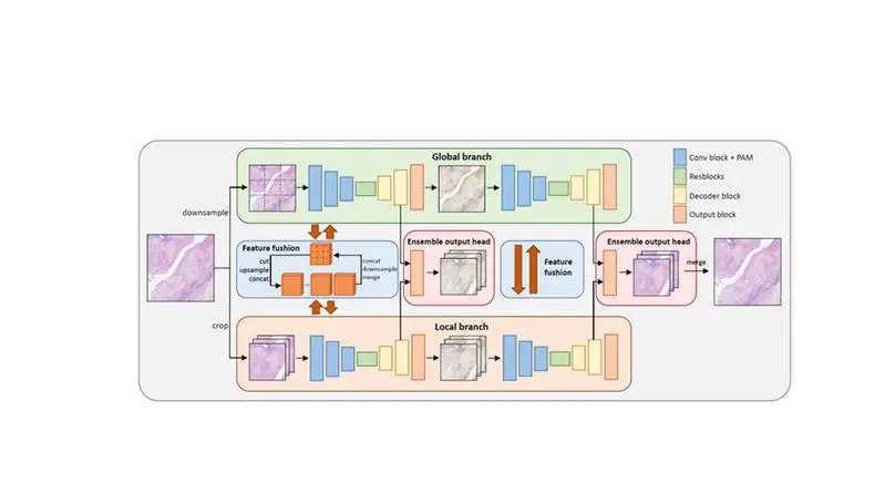 [CVPR'23]Bi-Directional Feature Fusion Generative Adversarial Network for Ultra-High Resolution Pathological Image Virtual Re-Staining